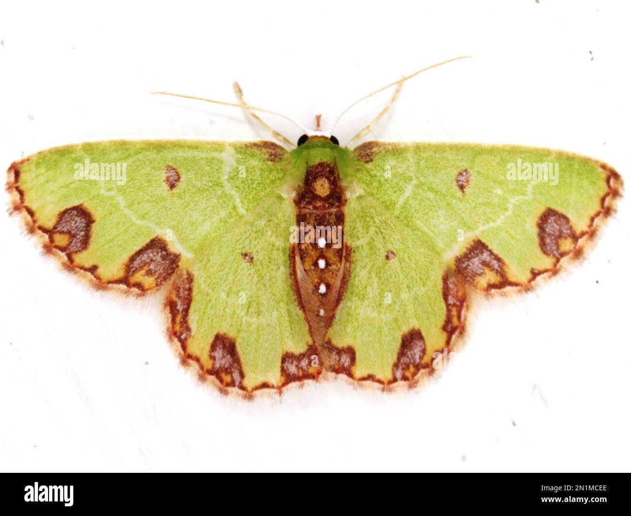 Geometer Moth (Family Geometridae) Geometrinae - espèce Synchlora isolée sur un fond de bois de la jungle de Belize, en Amérique centrale Banque D'Images