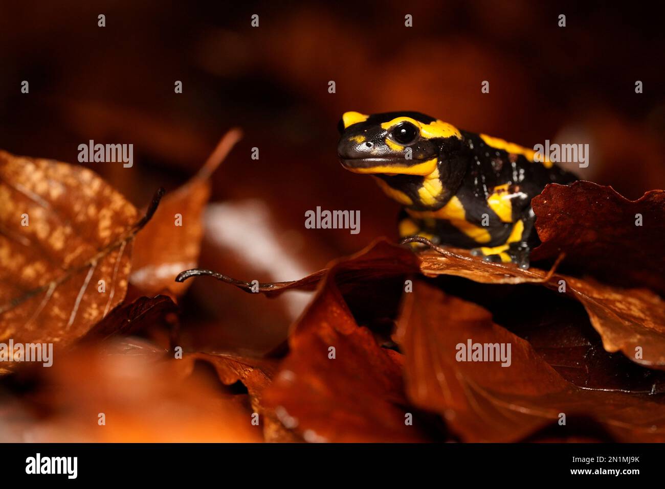 Salamandre (Salamandra salamandra), district de Ruhr, Allemagne Banque D'Images