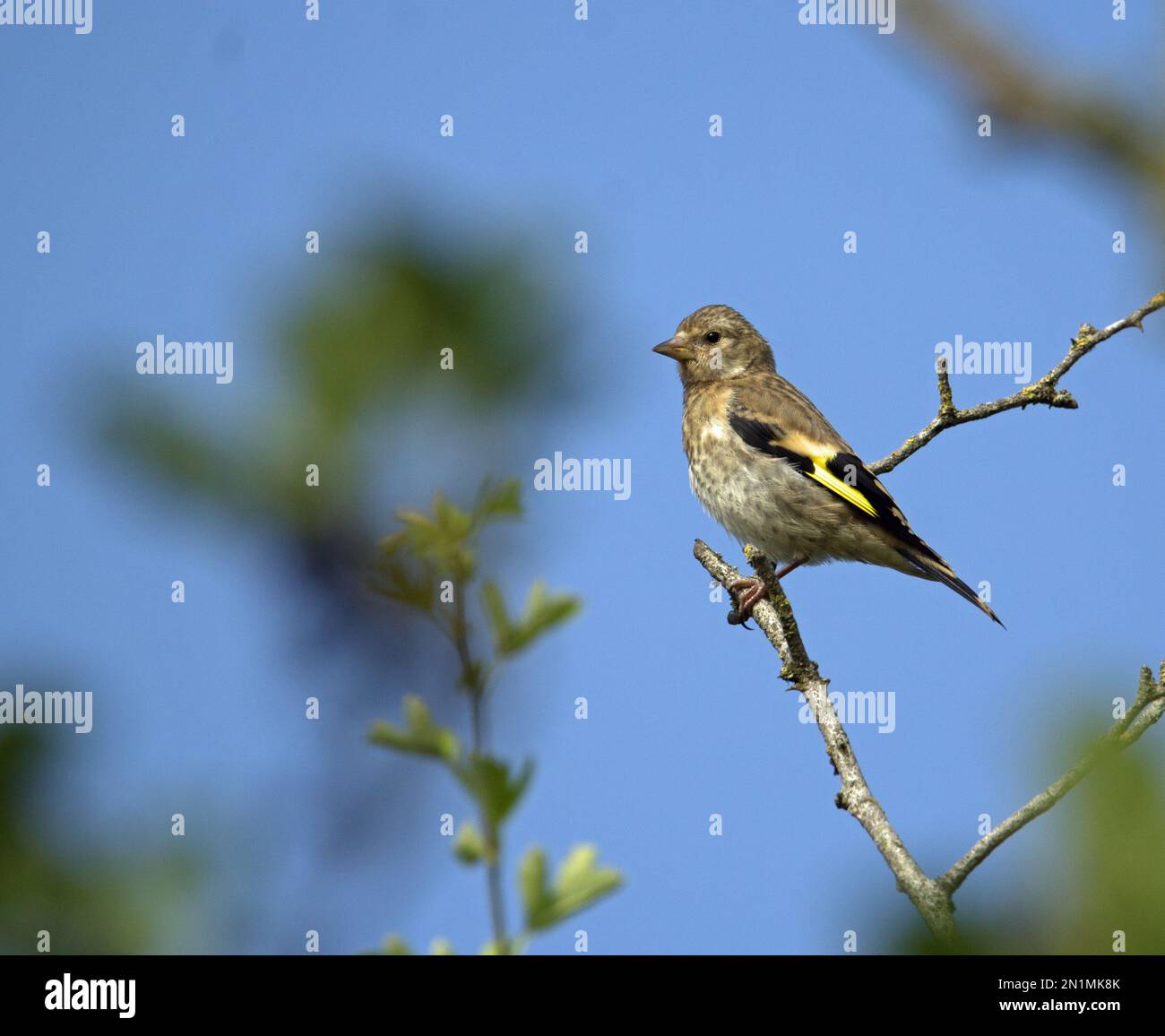 Jeune golfeuse (Carduelis carduelis) perchée dans un arbre et isolée avec un fond naturel Banque D'Images