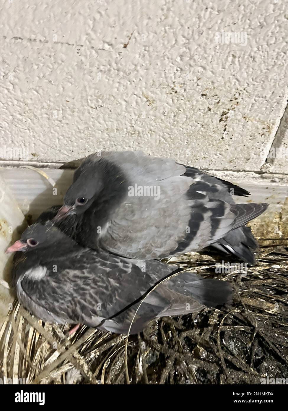 Nid de pigeons Banque de photographies et d’images à haute résolution — free download