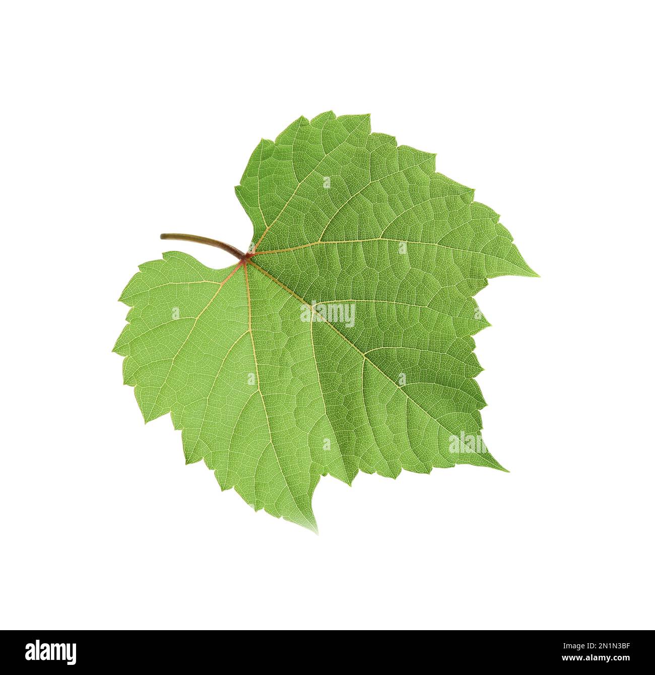 Feuille verte fraîche isolée sur blanc. Machine à vendanger Banque D'Images Feuille verte fraîche isolée sur blanc. Machine à vendanger Banque D'Images