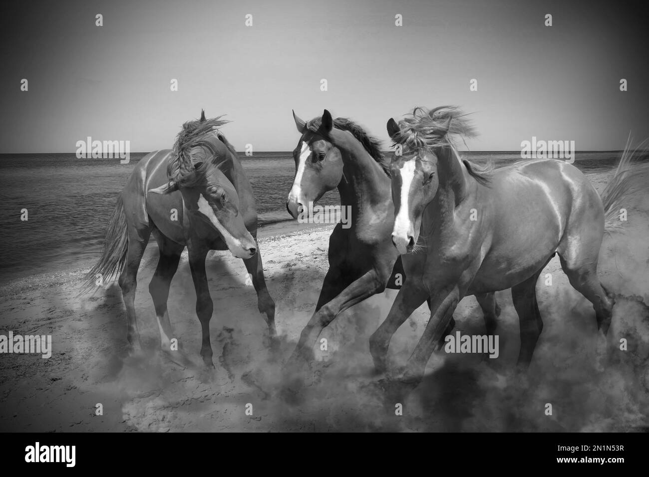 De beaux chevaux qui se dépoussiérissent tout en courant près de la mer, effet noir et blanc Banque D'Images