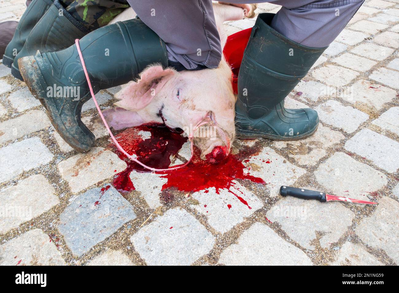 Temps traditionnel de l'abattage de porcs en République tchèque sur 4 février 2023. Boucher qualifié avec l'aide des membres de la famille et des voisins a changé de porc en un Banque D'Images