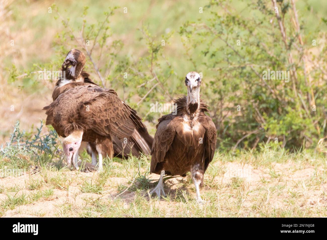 Le groupe de famille de la Vulture à capuchon (Necrosyrtes monachus) se forage. Il est considéré comme gravement en danger en raison de l'empoisonnement, du commerce de la médecine traditionnelle, Banque D'Images