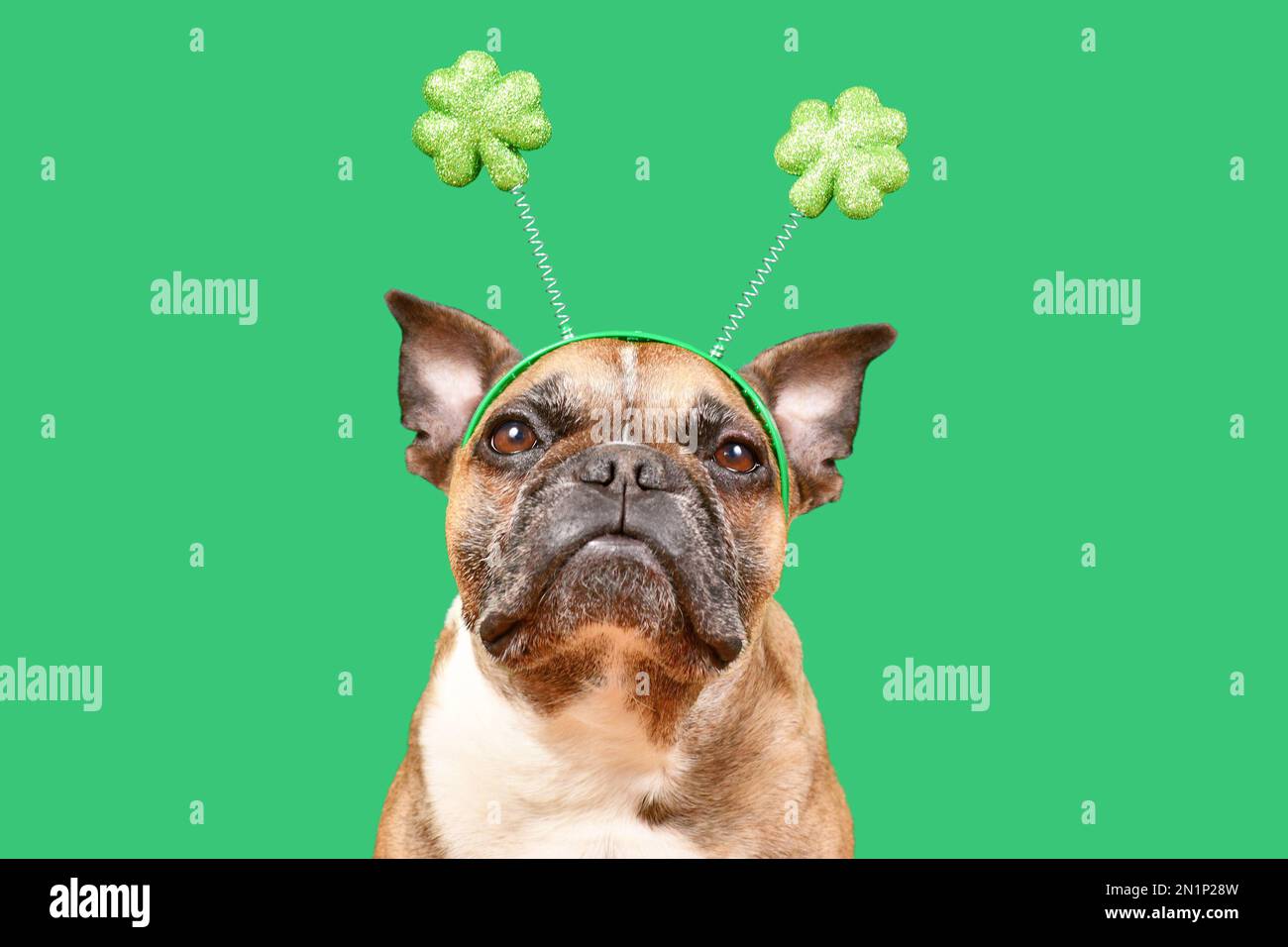 Chien Bulldog français portant St. Serre-tête de costume shamrock de Patrick sur fond vert Banque D'Images