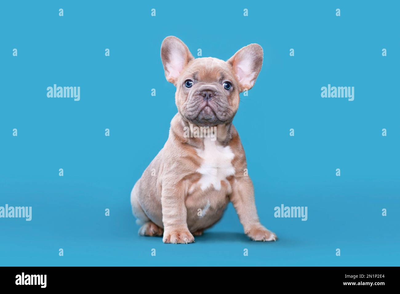 Fauve rouge chien Bulldog chiot assis sur fond bleu Banque D'Images