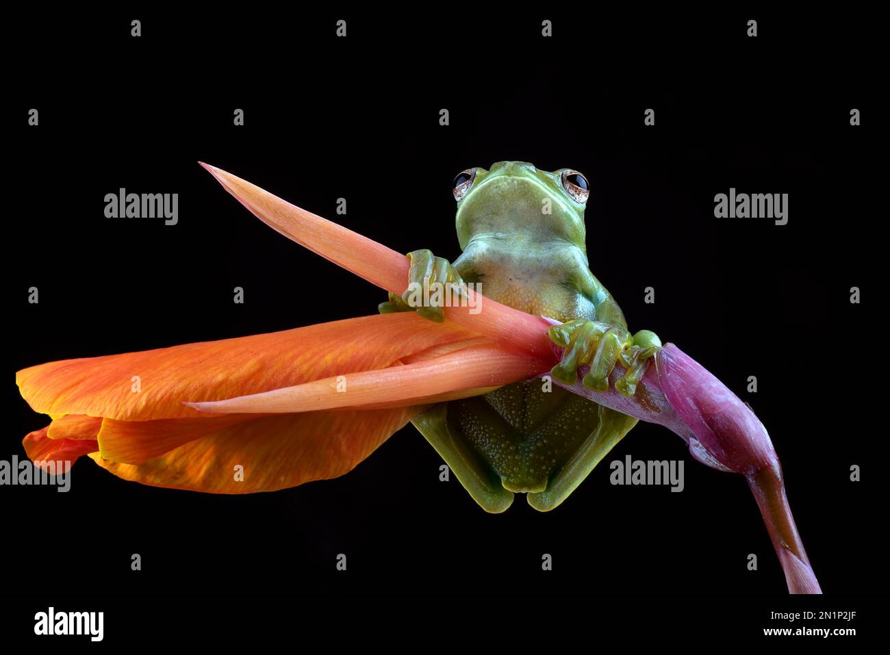 Grenouille d'arbre malayan sur fleur rouge Banque D'Images