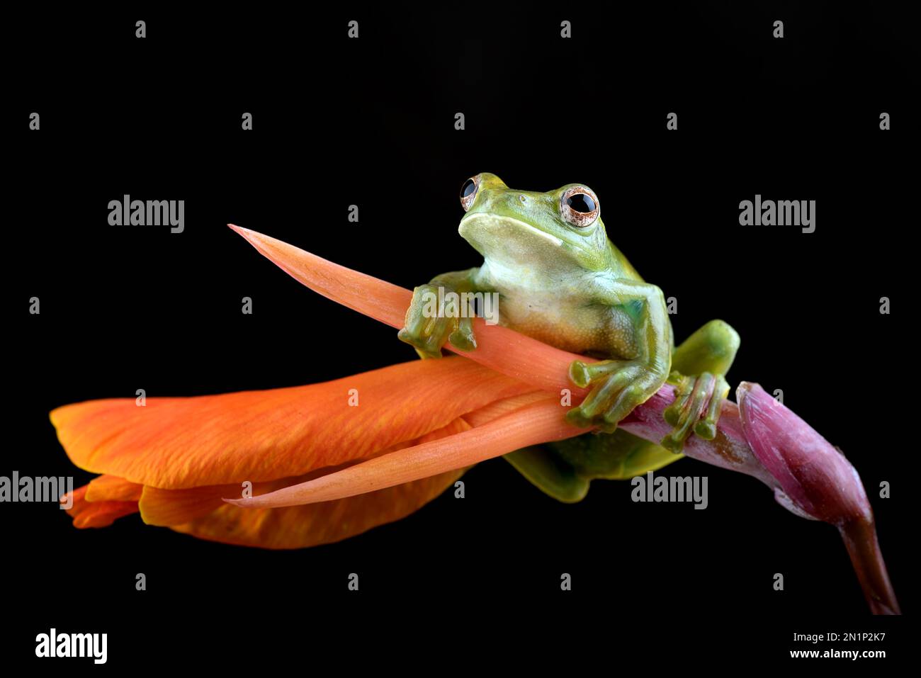 Grenouille d'arbre malayan sur fleur rouge Banque D'Images