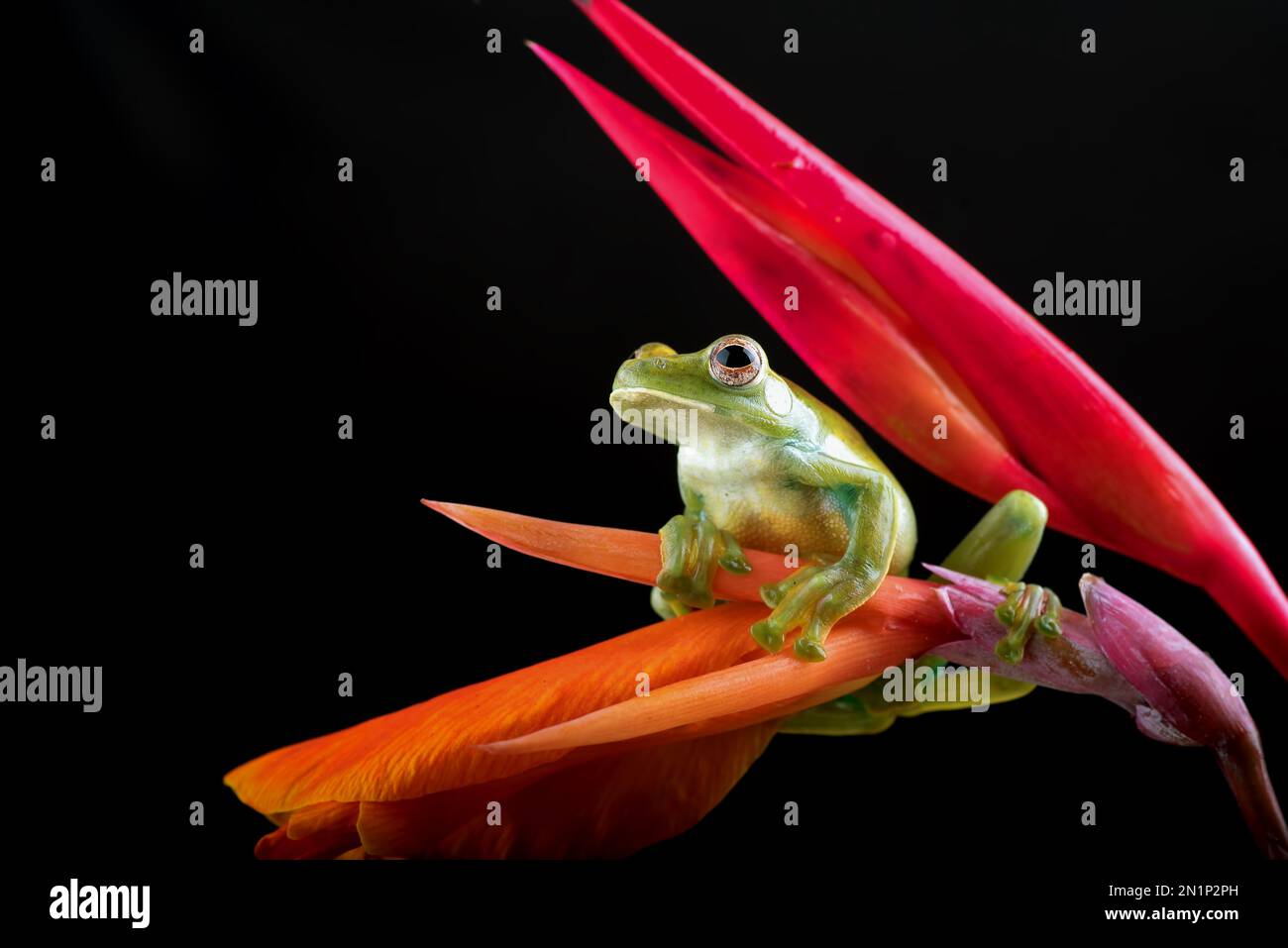Grenouille d'arbre malayan sur fleur rouge Banque D'Images