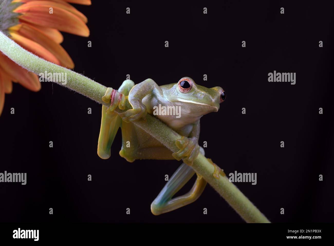 Grenouille volant malayan sur fleur rouge Banque D'Images