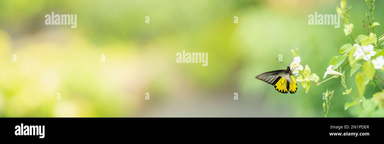 Vue de l'abeille et de la fleur jaune Cosmos sur fond de feuille verte floue sous la lumière du soleil avec l'espace de copie utilisant comme arrière-plan naturel flore insecte, e Banque D'Images