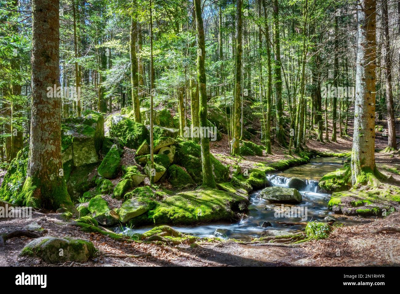 Ruisseau de forêt de mousse au printemps, montagnes des Vosges, France Banque D'Images