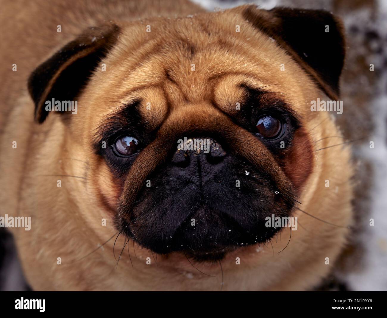 Gros plan d'une race de chien pug avec des yeux intelligents Banque D'Images