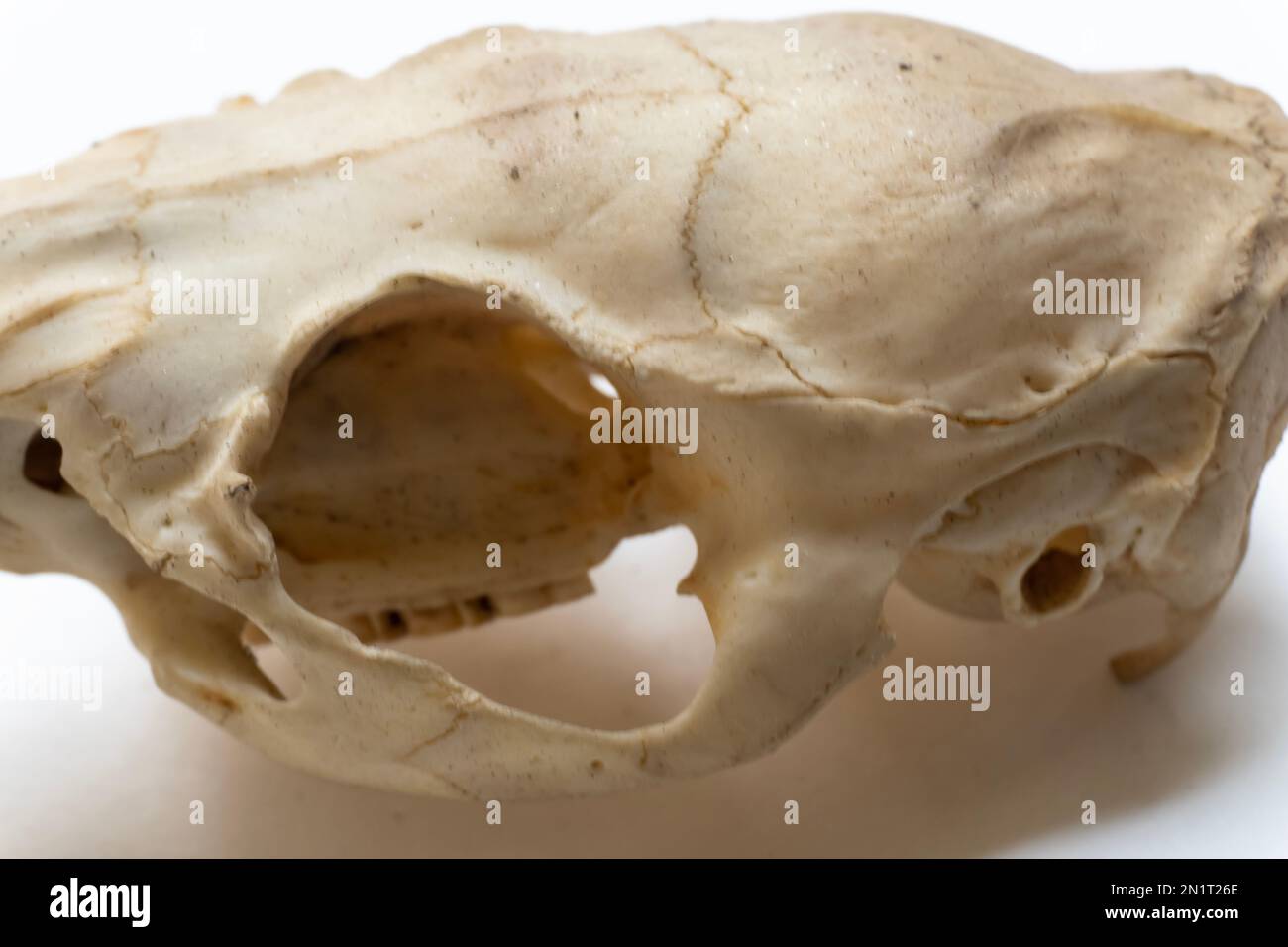 Vue latérale du crâne d'oiseau. Anatomie des oiseaux. Système squelettique d'oiseau. Banque D'Images