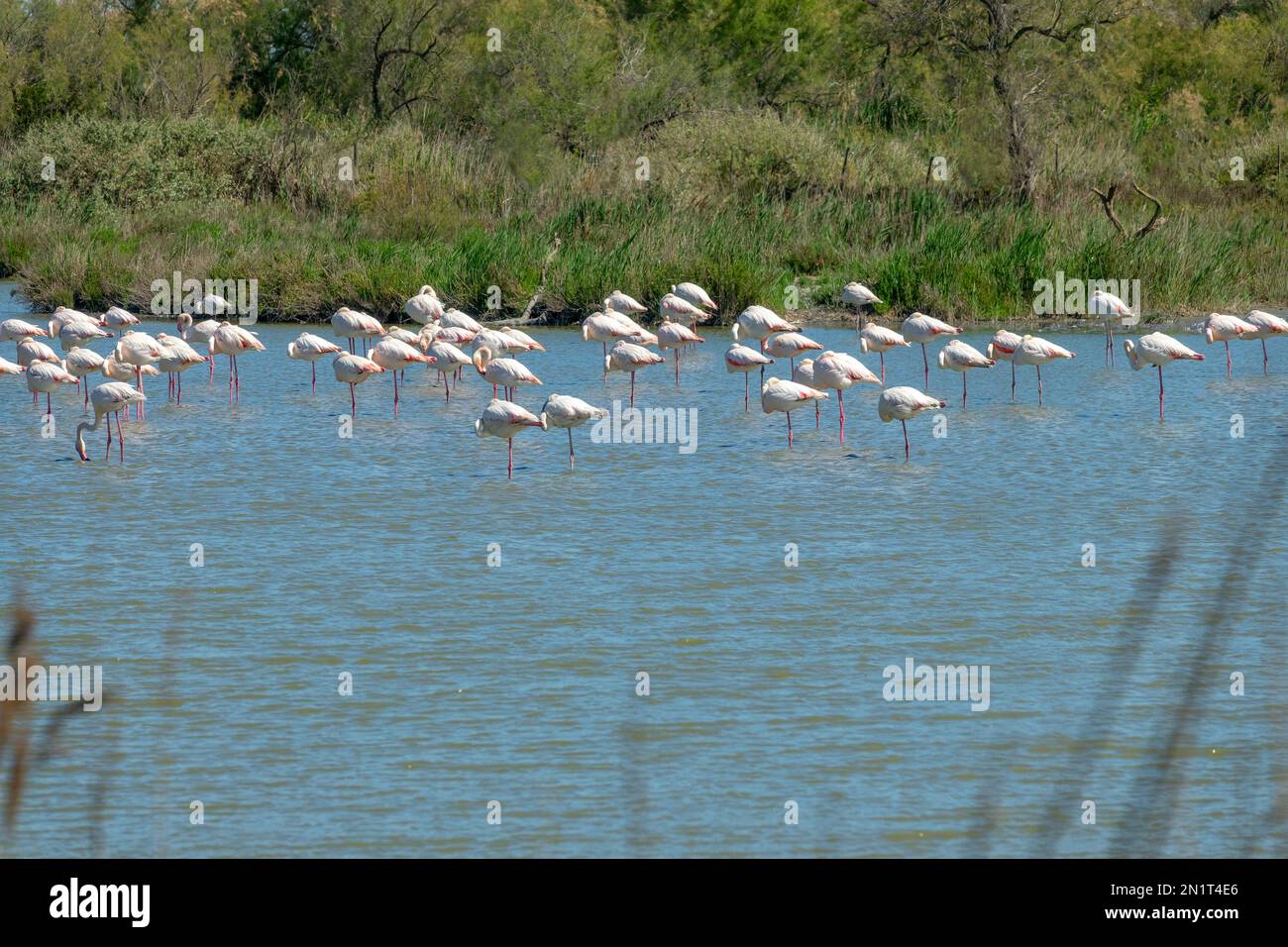 Paysage d'une zone humide en Camargue, avec le Grand Flamingos (Phoenicopterus roseus) dans l'eau, Bouches du Rhône, Sud de la France Banque D'Images