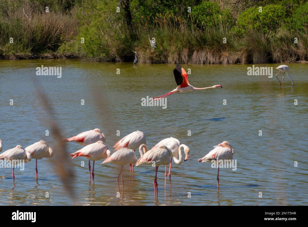 Grand Flamingos (Phoenicopterus roseus) en Camargue en Provence, Bouches du Rhône, Sud de la France Banque D'Images