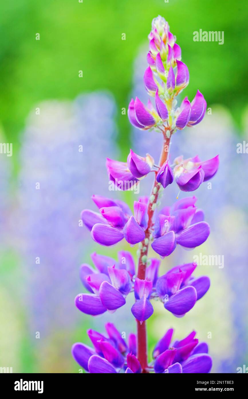 Lupinus, champ de lupin avec fleurs roses, pourpres et bleues Banque D'Images