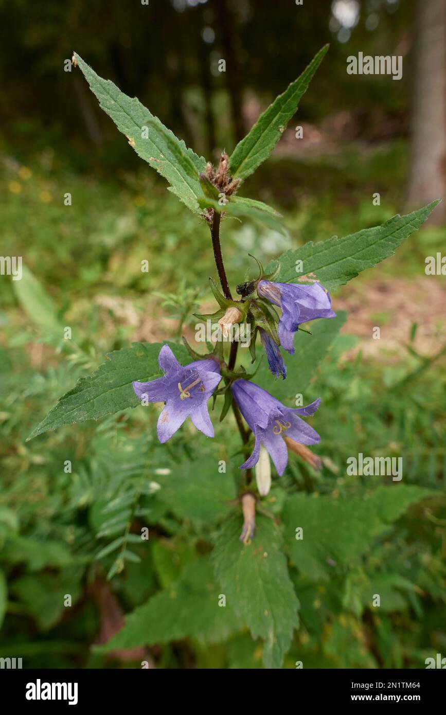 Fleurs violettes Campanula trachlium Banque D'Images