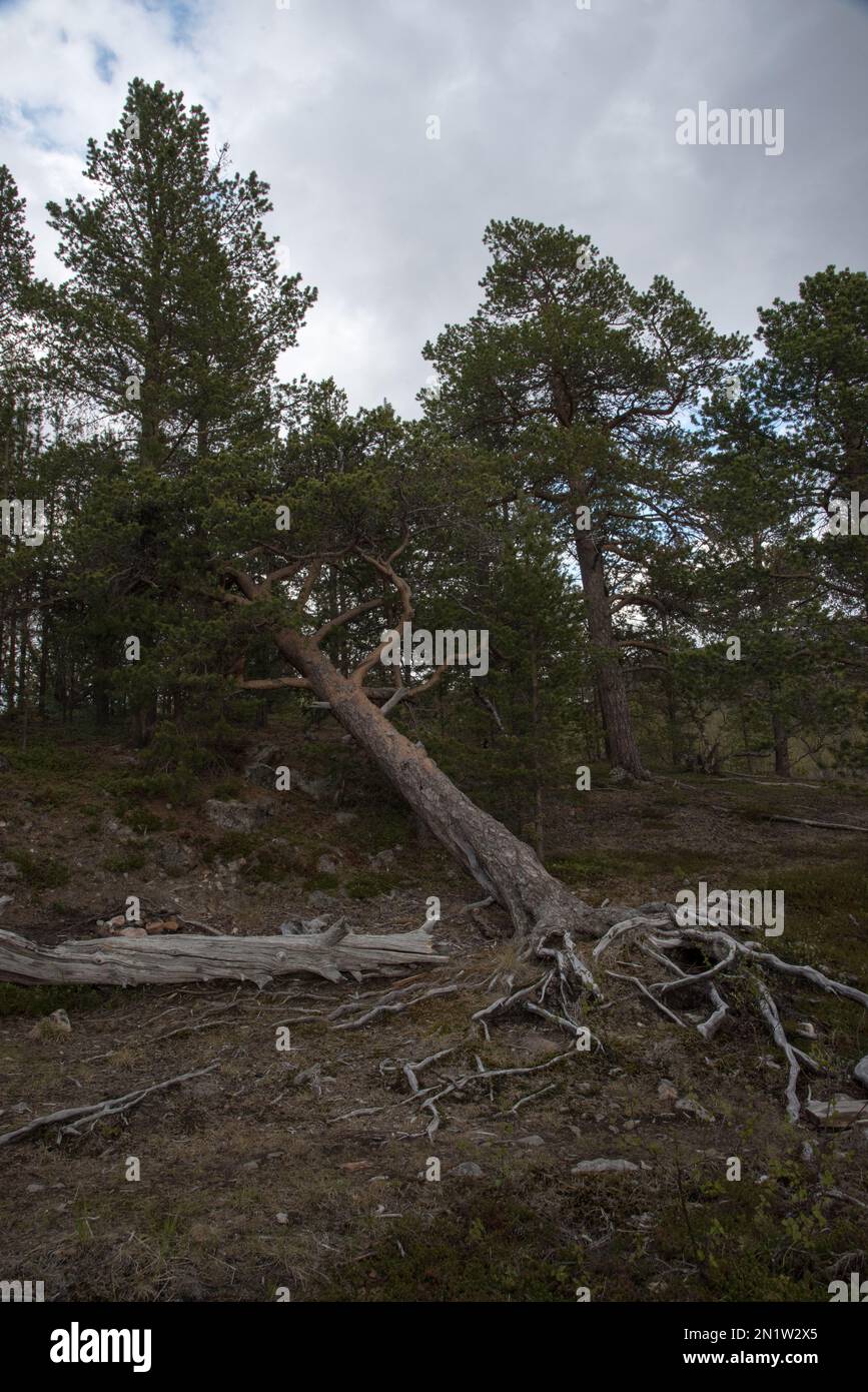 Le parc national de Øvre Dividal à Dividalen, dans la municipalité de Målselv, dans la province de Troms, en Norvège, est bien connu pour ses forêts primaires de pins. Banque D'Images