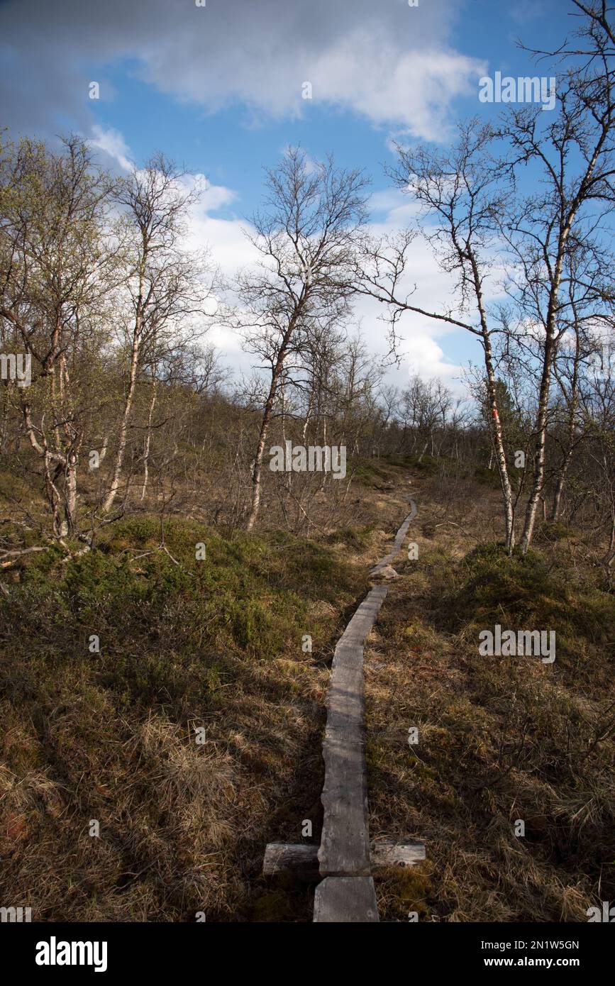 Le parc national de Øvre Dividal à Dividalen, dans la municipalité de Målselv, dans la province de Troms, en Norvège, est bien connu pour ses forêts primaires de bouleau. Banque D'Images