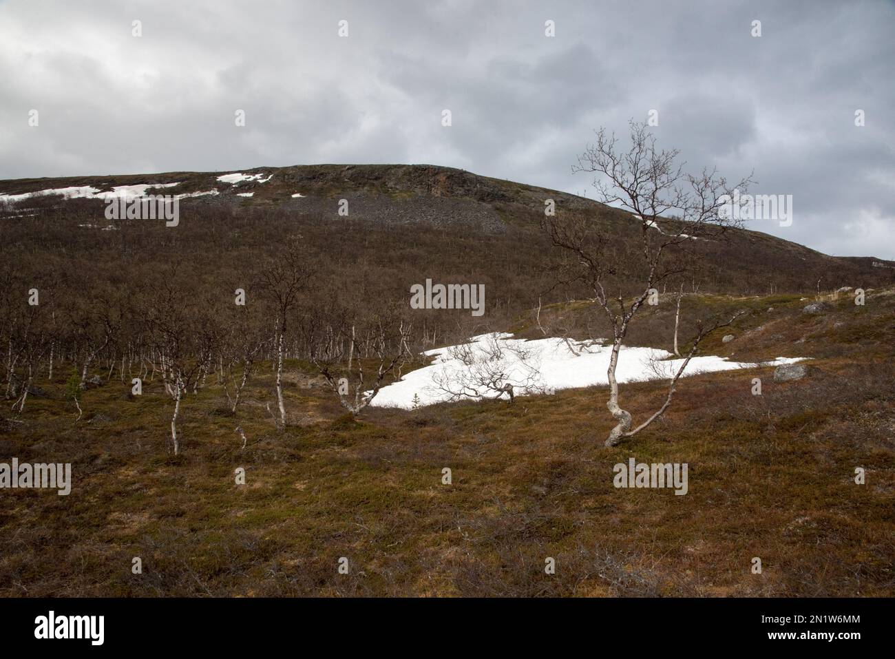 Le parc national de Øvre Dividal à Dividalen, dans la municipalité de Målselv, dans la province de Troms, en Norvège, est bien connu pour ses forêts primaires de bouleau. Banque D'Images