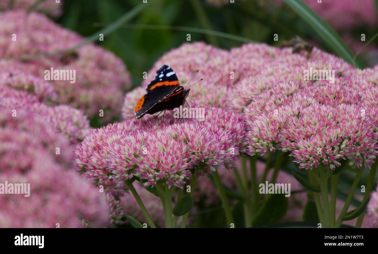 Papillon de l'amiral rouge, Vanessa atalanta, sur une fleur de Sedum spectabile dans le jardin britannique en septembre Banque D'Images