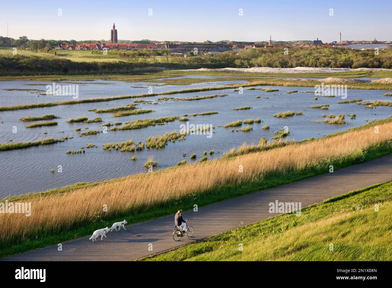 Femme cycliste à vélo avec deux chiens le long de la zone humide avec vue sur Westkapelle et son phare du 15th siècle, Veere, Zeeland, pays-Bas Banque D'Images