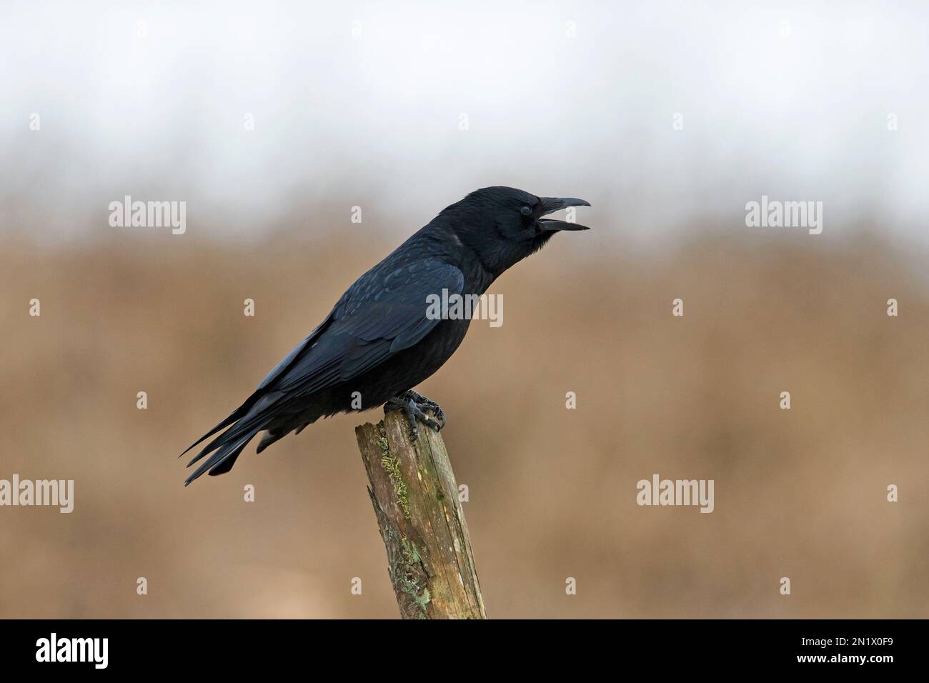 Corbeau-carrion (Corvus corone) perché sur un poste de clôture en bois et d'appel Banque D'Images