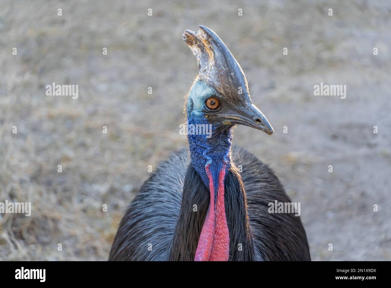 Un gros plan d'une casserole du sud (Casuarius casuarius) Banque D'Images