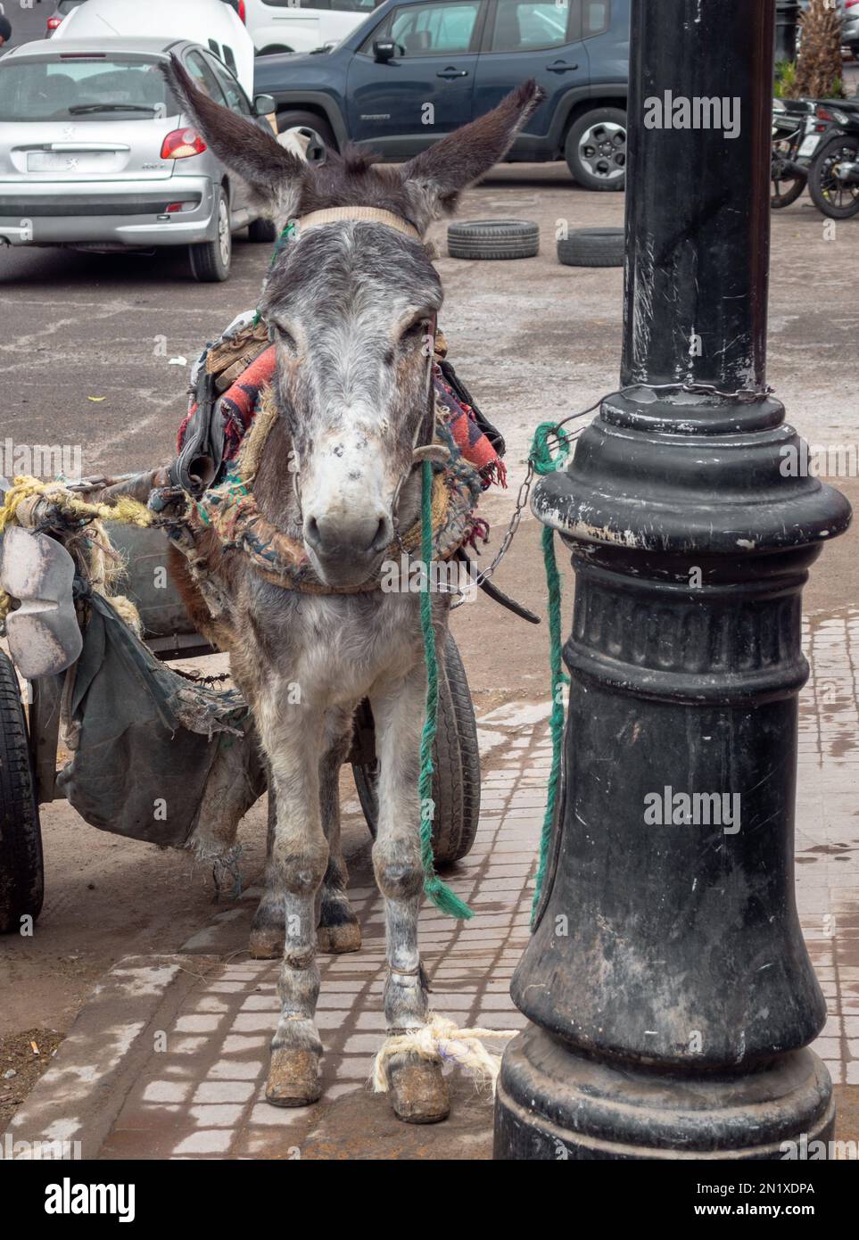 Âne avec chariot attaché dans une rue à Marrakech Maroc Banque D'Images