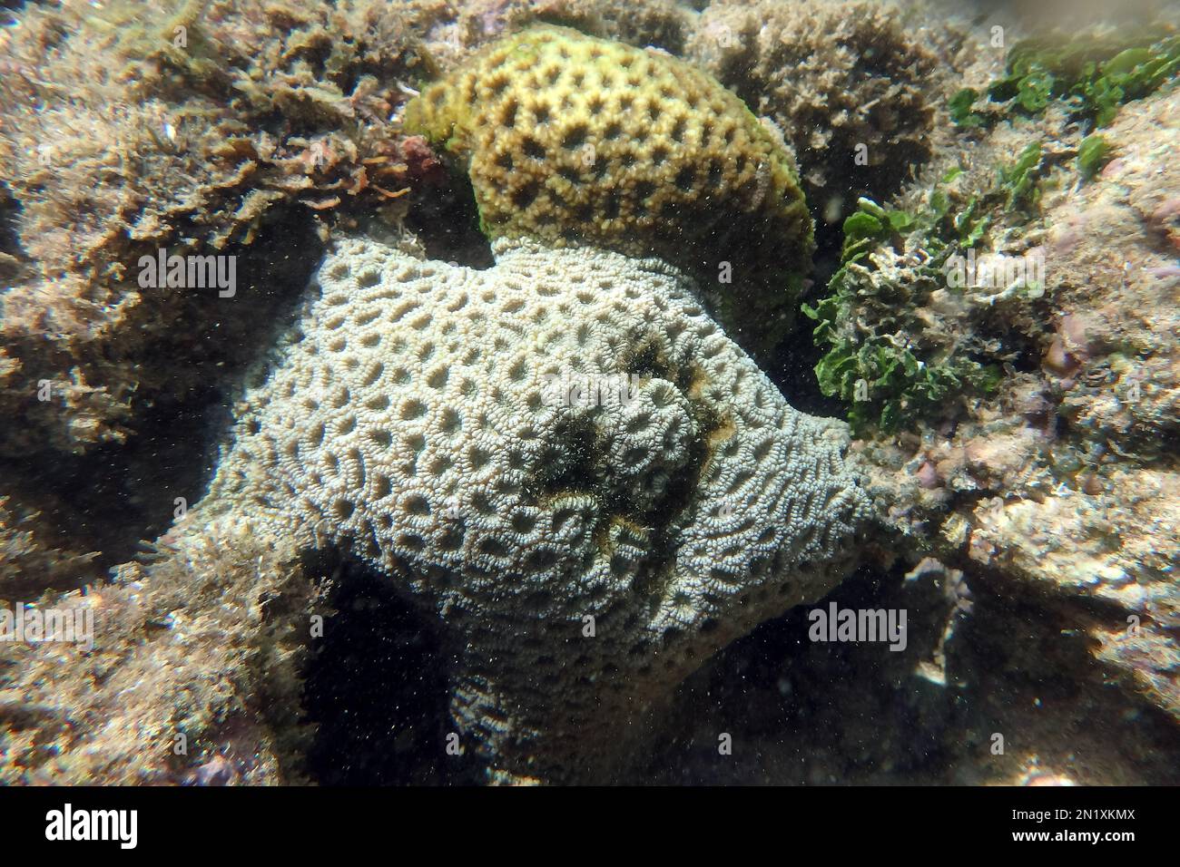 Coral, Koralle, corail, Srí Lanka, Asie Banque D'Images