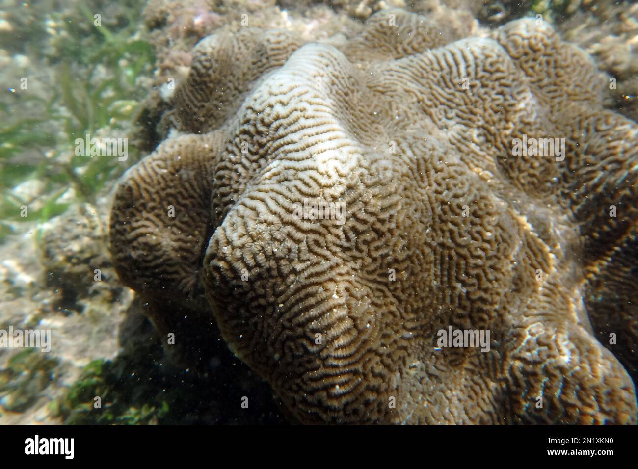 Coral, Koralle, corail, Srí Lanka, Asie Banque D'Images