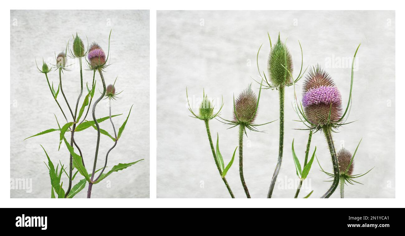 Diptych d'une plante à thé, Dipsacus fullonum, en fleur. La plante produit des graines qui sont aimées par les goldfinches. Banque D'Images