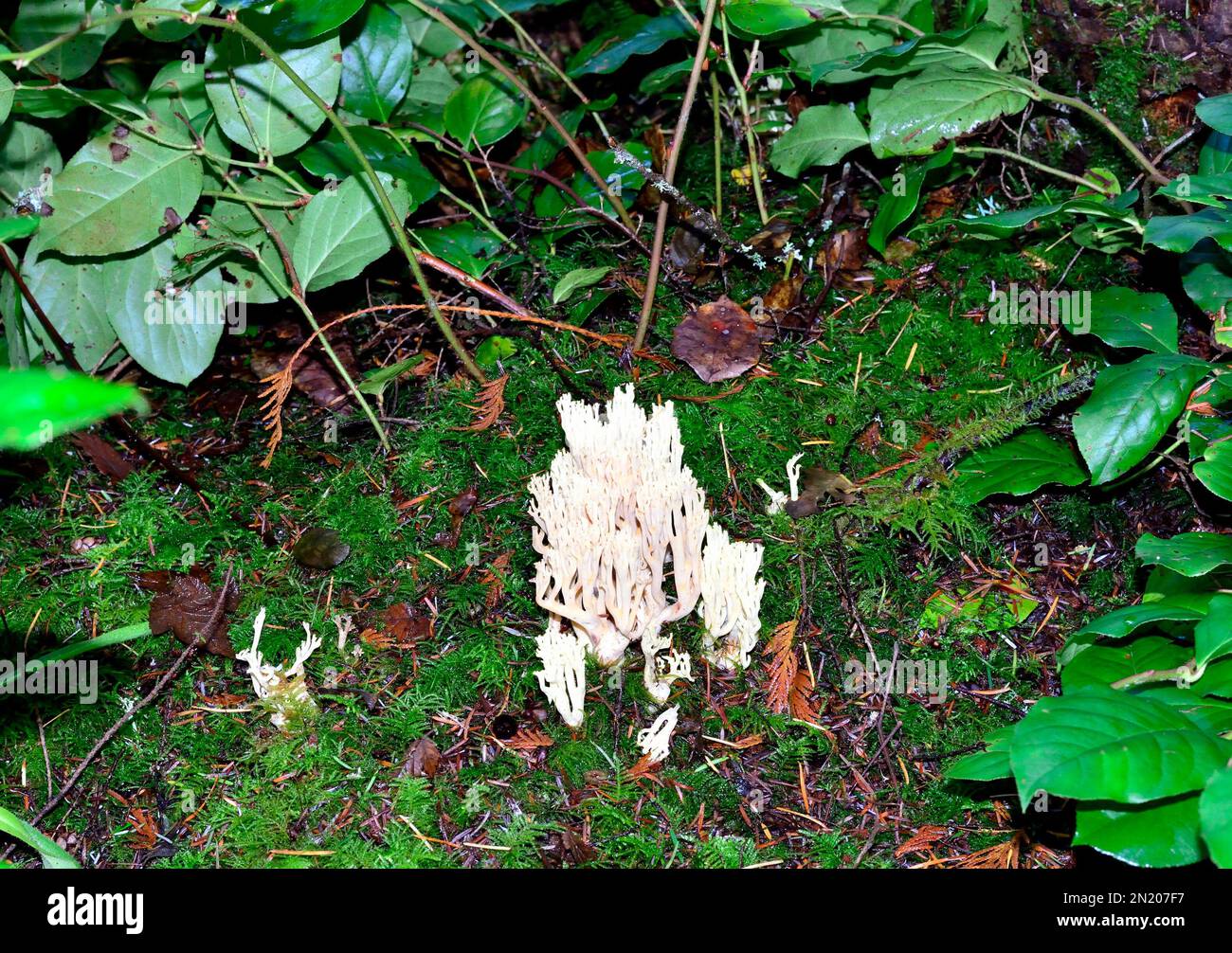 Les champignons de corail Banque D'Images