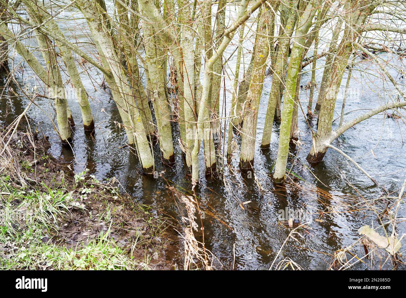 Jeunes arbres debout dans les eaux d'inondation Banque D'Images