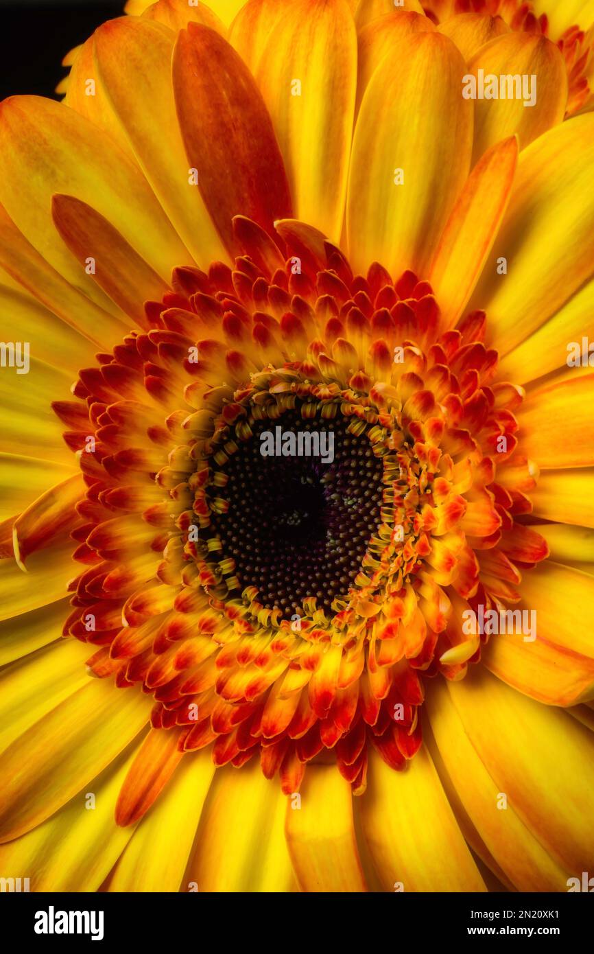 Moody jaune Orange Gerbera Banque D'Images