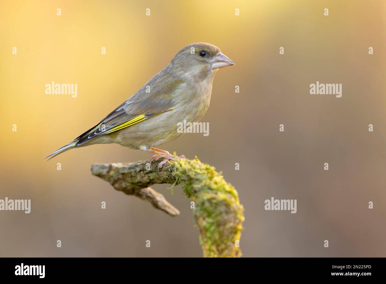 European Greenfinch (Chloris chloris), vue latérale d'une femelle adulte perchée sur une branche, Campanie, Italie Banque D'Images