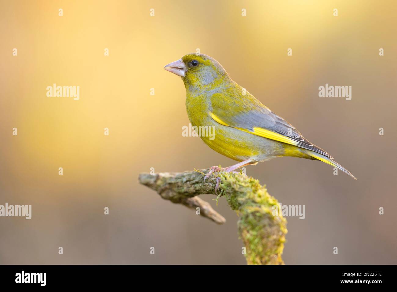 European Greenfinch (Chloris chloris), vue latérale d'un homme adulte perché sur une branche, Campanie, Italie Banque D'Images