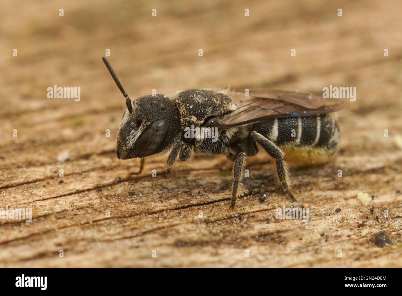 Gros plan détaillé d'une petite abeille femelle en résine, Heriades crenulatus dans le Gard , France Banque D'Images