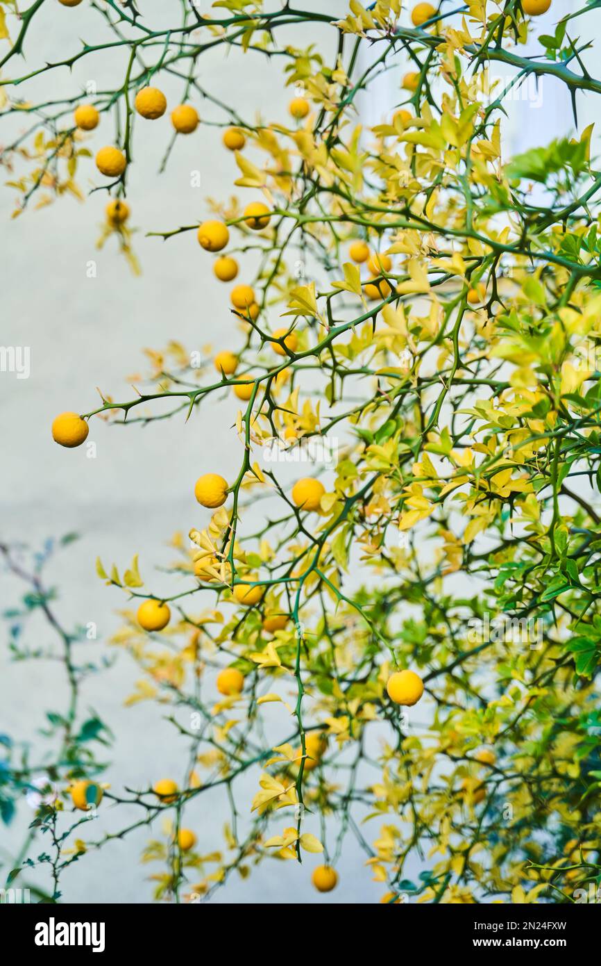 Agrumes aux fruits orange. Mandarines poussant sur un arbre. Orange trifoliaire Banque D'Images