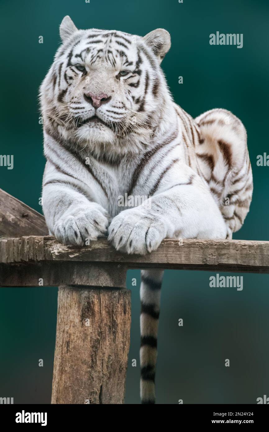 Tigre blanc sur terrasse en bois. Gros plan portrait avec arrière-plan vert flou. Grand chat sauvage Banque D'Images