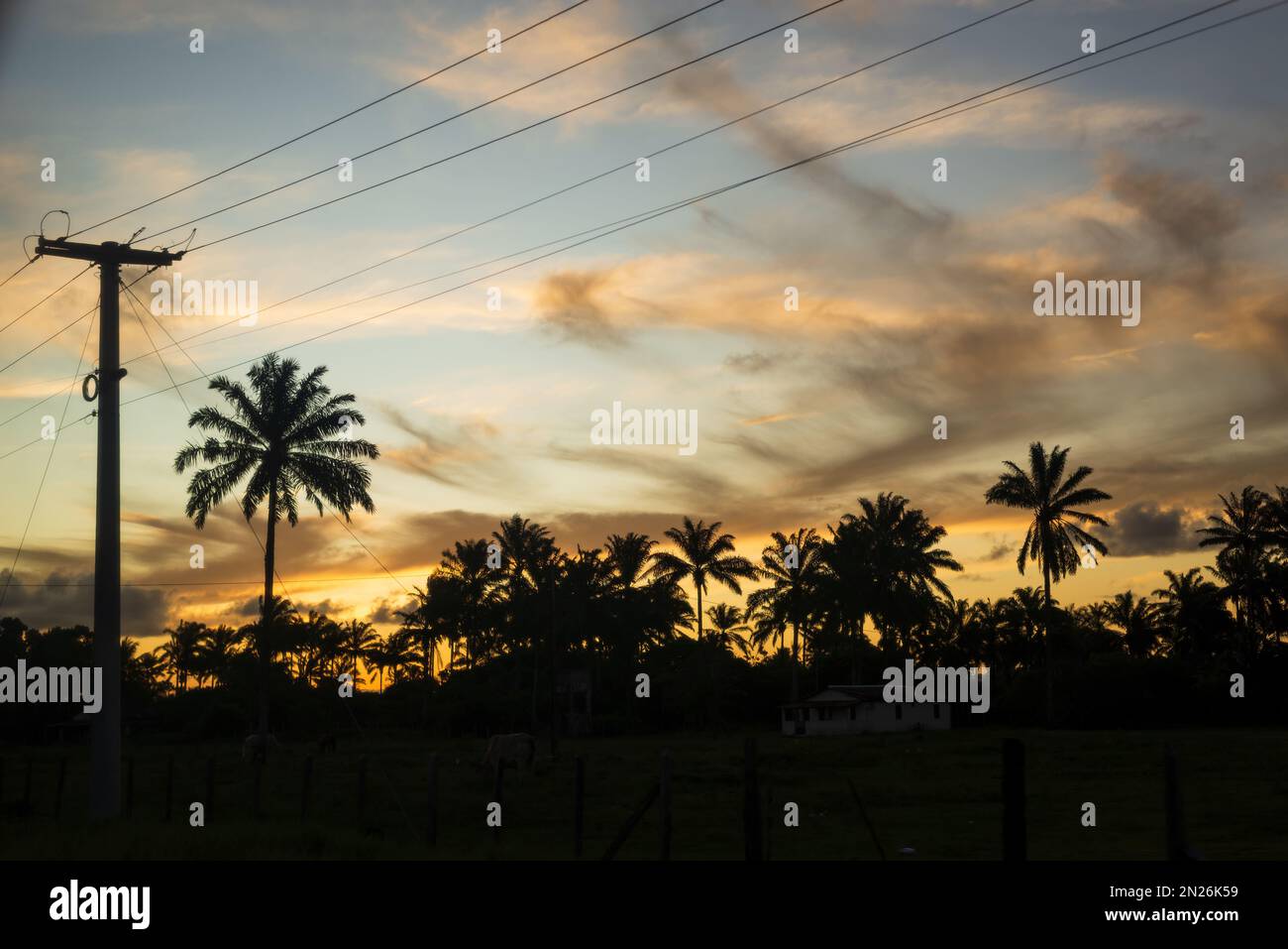 Silhouette d'arbres et de fils électriques au coucher du soleil. Ciel spectaculaire. Banque D'Images