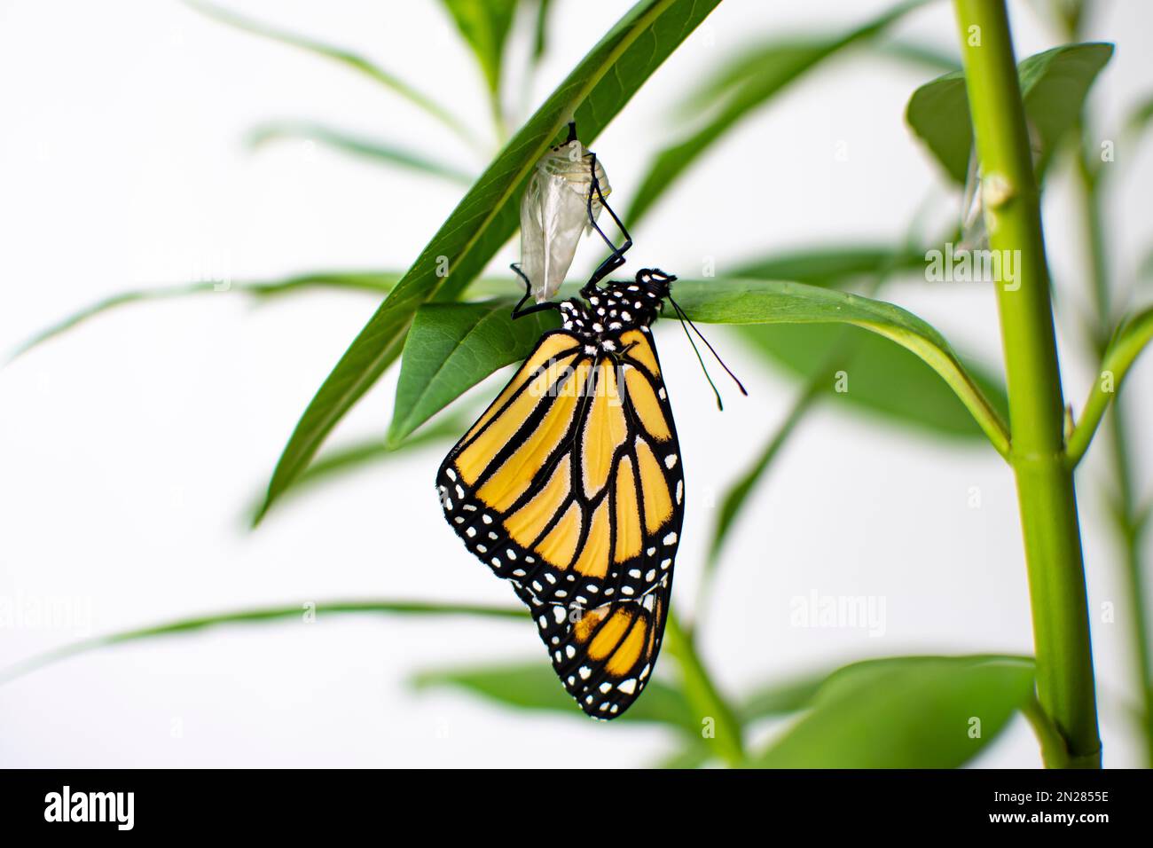 Un papillon monarque en voie de disparition vient de sortir de sa chrysalide sur le moulamot. Banque D'Images