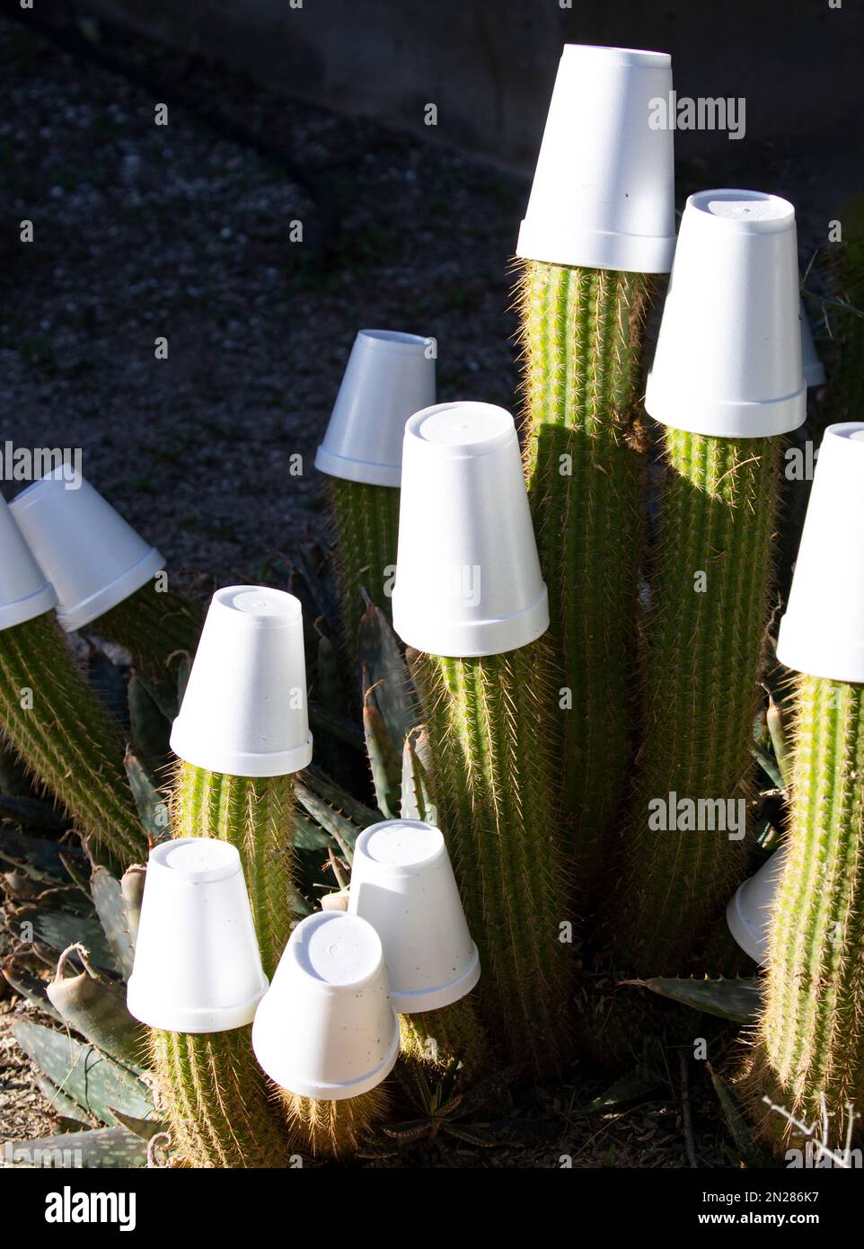 Utilisation amusante, mais courante, de coupelles de styromousse pour protéger les bouts de cactus dans les plantes de paysage des dommages de gel d'hiver en Arizona. Banque D'Images