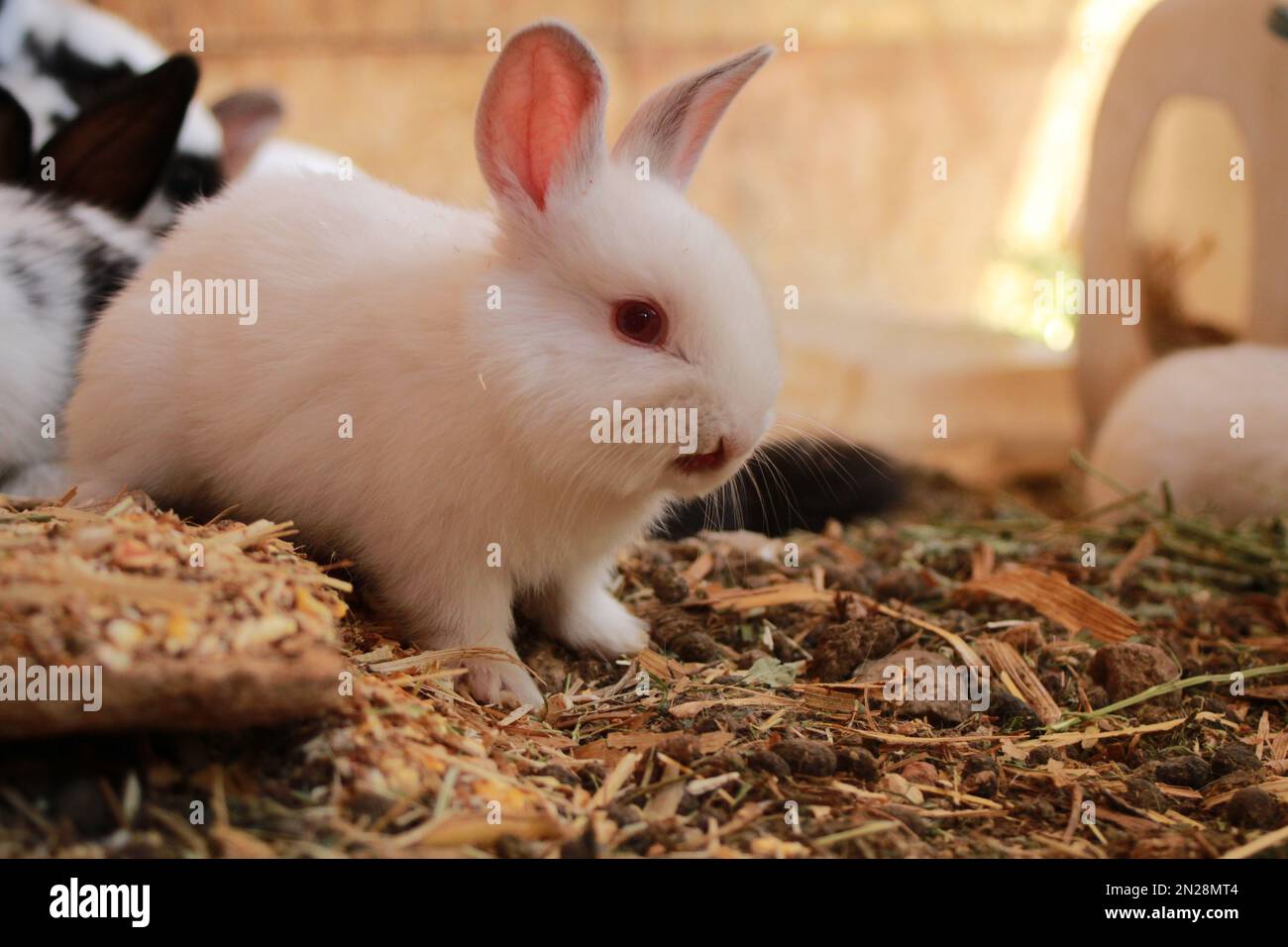 J'étais dans une ferme de lapins, les petits lapins appréciaient leur nourriture quand ce petit gars a peeked dehors parce qu'il a vu l'appareil photo Banque D'Images
