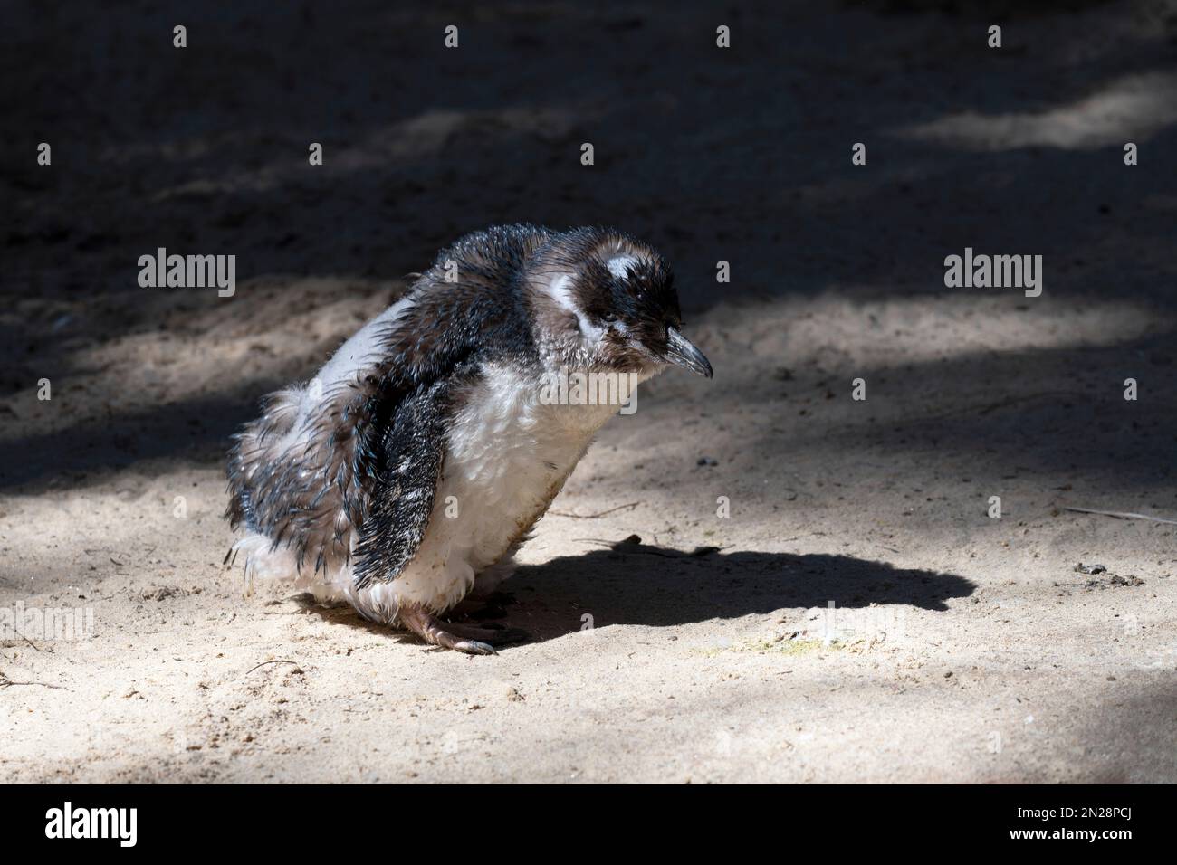 Little Blue Penguin (Eudiptula minor) en milieu de stade de sa mue dans un parc animalier de Sydney, Nouvelle-Galles du Sud, Australie. Les manchots pygmées se muent entre les février Banque D'Images