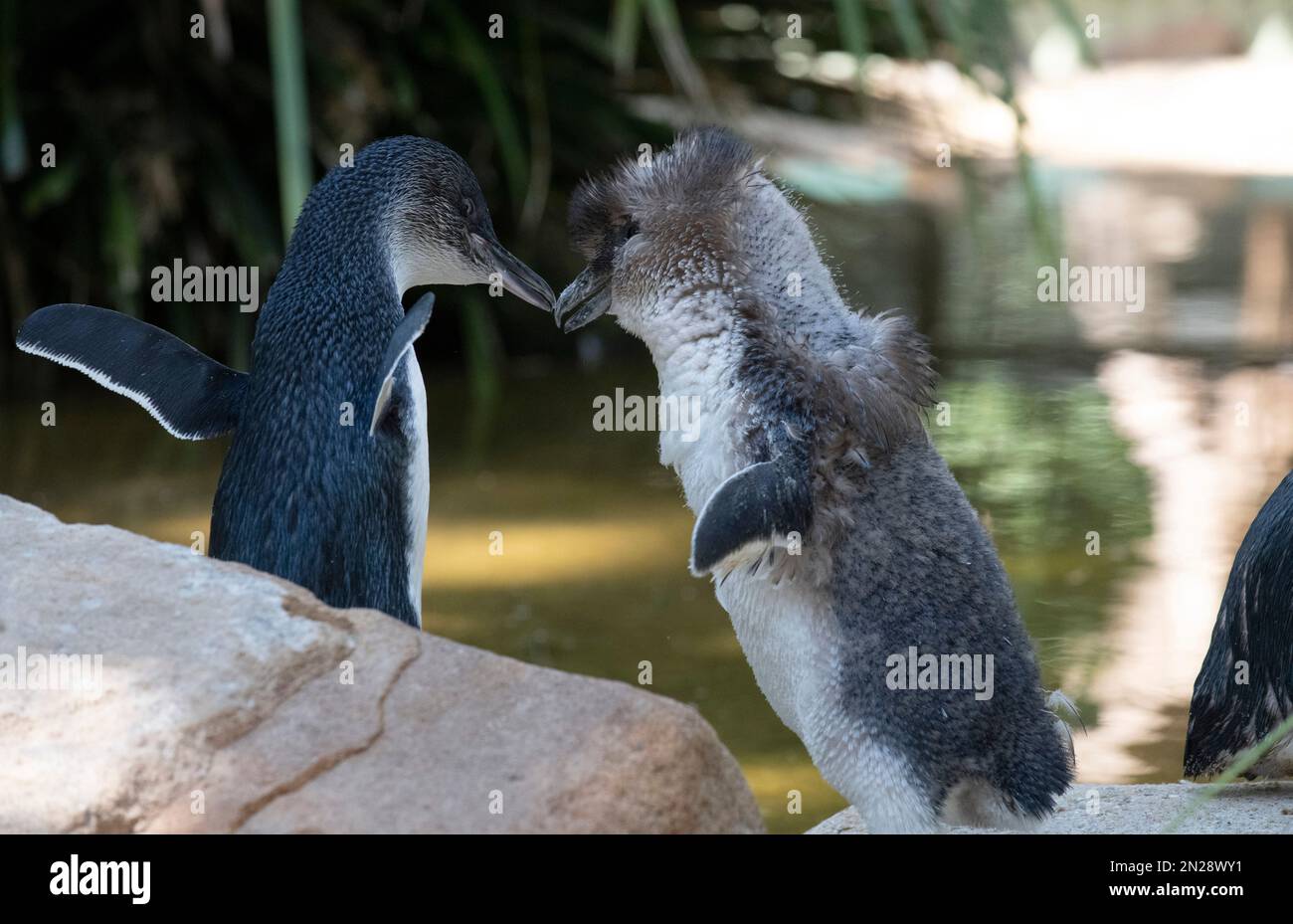 Little Blue Penguin (Eudiptula minor) en milieu de stade de sa mue dans un parc animalier de Sydney, Nouvelle-Galles du Sud, Australie. Les manchots pygmées se muent entre les février Banque D'Images