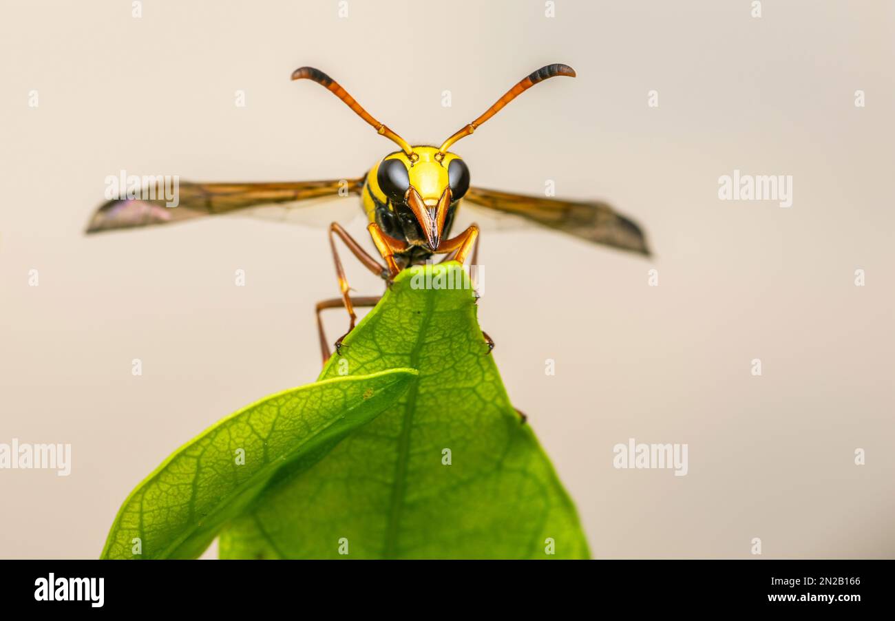 Guêpe de potier jaune sur feuille verte et fond noir, insecte de gros plan en Thaïlande, foyer sélectif. Banque D'Images