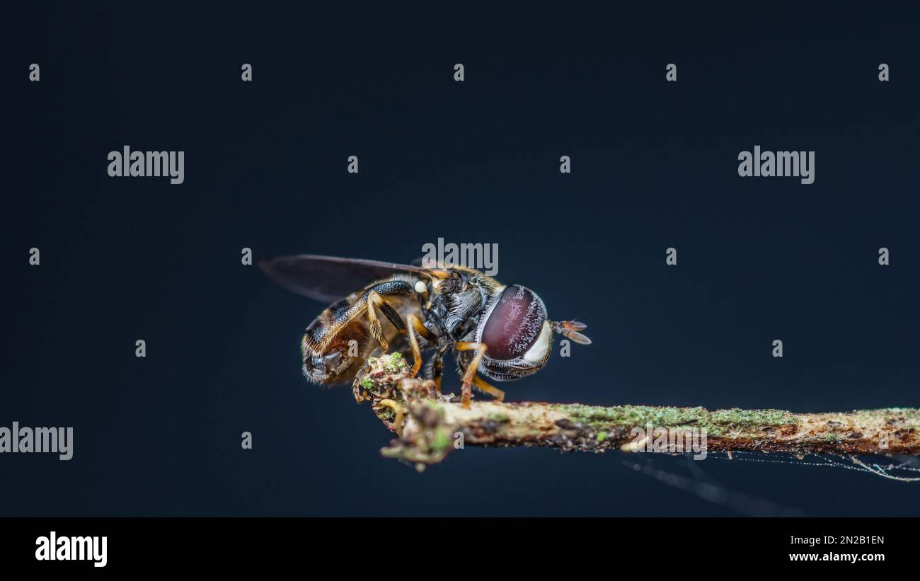 Survolez la branche de la mort et l'arrière-plan de la nature, gros plan photo de l'insecte en Thaïlande. Banque D'Images