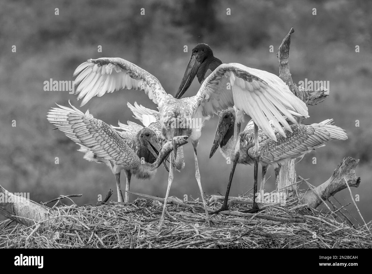 Les cigognes de Jabiru contestent un repas de poisson-chat sur leur nid ...